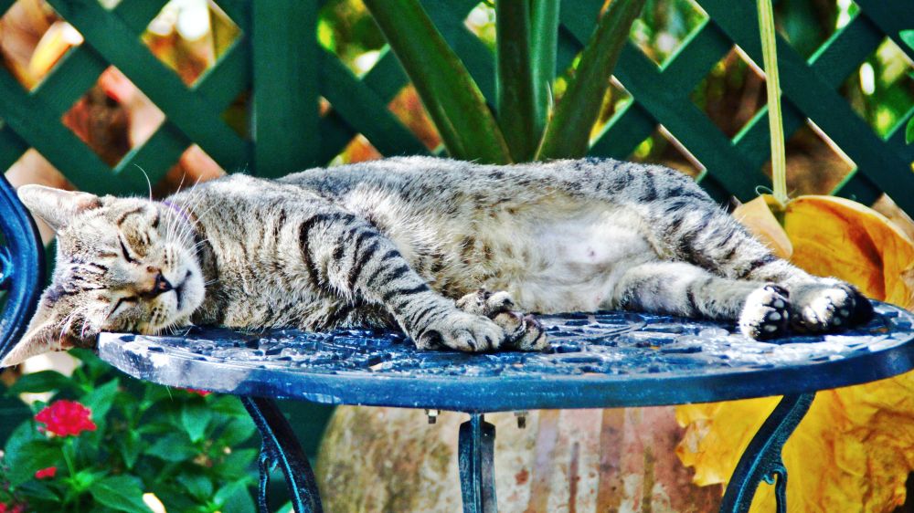 Fotky: Hemingwayův dům na Floridě žije díky šestiprstým kočkám